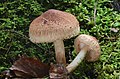 ! Tricholoma vaccinum !