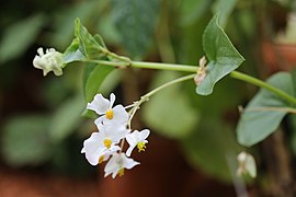 Begonia descoleana