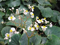 Begonia floccifera