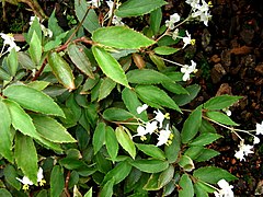 Begonia obscura