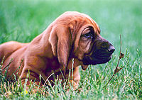 Bloodhound puppy, Phil