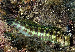 Blenniella gibbifrons - типовий вид роду