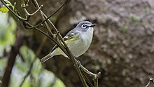 A blue-headed vireo perched on the small branch of a large tree