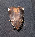 Callyna monoleuca