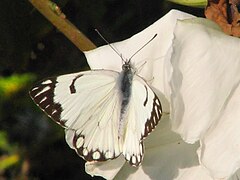 Belenois aurota à Agra