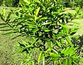 Foliage of a young tree