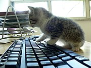 Cat_keyboard