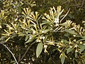 Specimen flowering in Royal Botanic Garden, Madrid