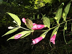 花は上部の茎の葉腋から長い花序柄をだしてつく。