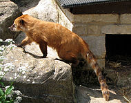South American coati, Nasua nasua, in an English zoo