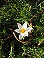 Crocus sieberi 'Bowles White'