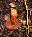 !!!Cortinarius rubellus!!!