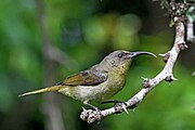 grey sunbird with olive-tinted throat, wings, and tail
