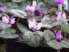 Cyclamen abchasicum