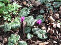 Cyclamen pseudibericum