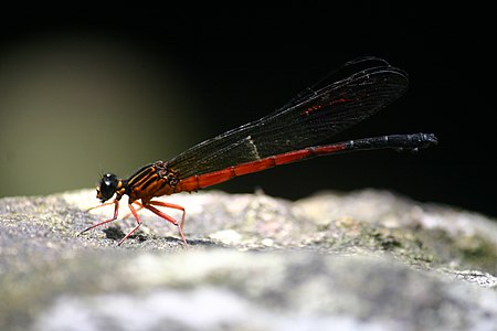 male