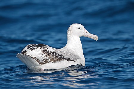 Swimming wandering albatross, by JJ Harrison