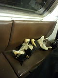 כלב נוסע ברכבת התחתית במוסקבה