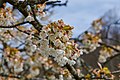 Detailansicht Kirschblüte