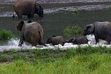 A family of elephants running in the stream that crosses the baï.