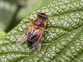 Eristalis pertinax femelle