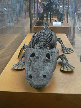 Скелет Eryops megacephalus, палеонтологический музей, Париж