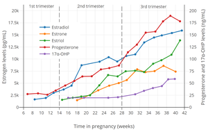 Estrogen, progesterone, and 17α-hydroxyprogesterone (17α-OHP) levels during pregnancy in women.[29] The dashed vertical lines separate the trimesters.
