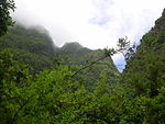 A foggy picture of the top of a very dense forest.