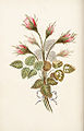 Moss Rose, 1817