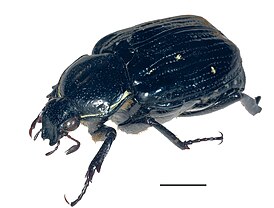 Belohina inexpectata