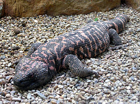 Monstro-de-Gila no Zoológico de Bristol, Inglaterra