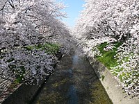 岩仓市五条川沿岸盛开的樱花