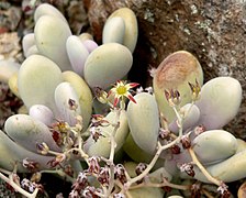 Graptopetalum amethystinum