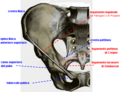 Fig.3 - Ossa del bacino