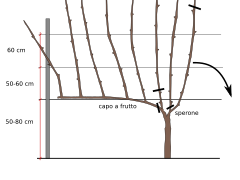 Guyot simple avant la taille