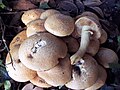 !!Gymnopilus spectabilis!!