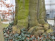 Die „Maiboom'sche Liebesbuche“ hat einen Stammumfang von ca. 5 Meter