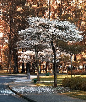 Tabebuia roseoalba