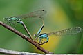 Mating pair