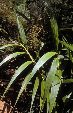 Havaijinheiniö (Joinvillea ascendens)