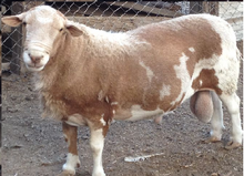 a broken-coloured hornless ram with large testicles