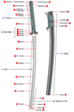 Diagram of the katana sword