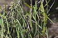 Korthalsella rubra on Wilga, Geijera parviflora, Central NSW, 14 June 2015