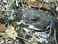 Lace Monitor (Goanna) - Varanus varius