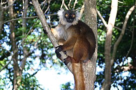 Eulemur macaco