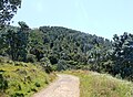 A silvertree forest on the lower slopes of Devil's Peak