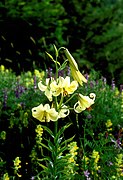 Lilium kesselringianum.