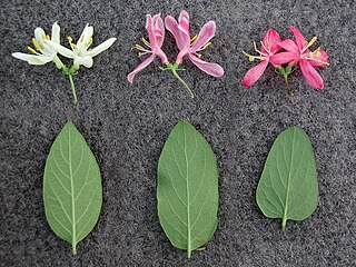 Comparison between (left to right) L. morrowii, one form of L. × bella, and L. tatarica