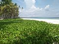 Plage sur la côte sud de Masela