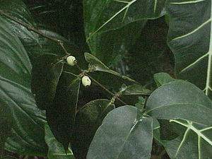 Memecylon floribundum